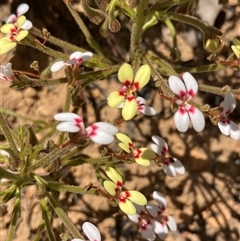 Stylidium pycnostachyum at Paulls Valley, WA - 11 Nov 2024 11:17 AM