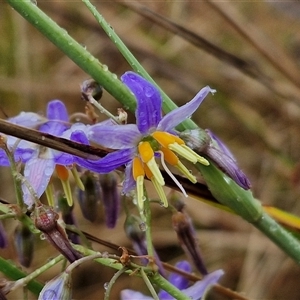 Dianella sp. aff. longifolia (Benambra) at Parkesbourne, NSW - 29 Nov 2024 01:38 PM