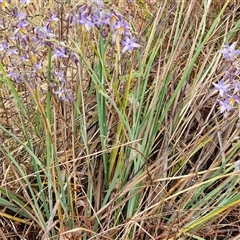 Dianella sp. aff. longifolia (Benambra) at Parkesbourne, NSW - 29 Nov 2024 01:38 PM