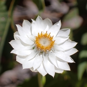 Xerochrysum macranthum at Paulls Valley, WA - 11 Nov 2024 11:31 AM