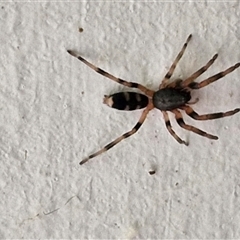 Lampona sp. (genus) (White-tailed spider) at Parkesbourne, NSW - 29 Nov 2024 by trevorpreston