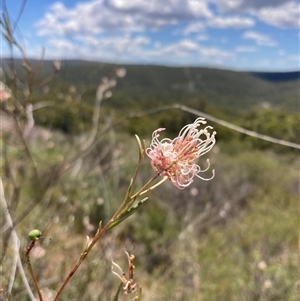 Grevillea endlicheriana at Paulls Valley, WA - 11 Nov 2024 11:37 AM