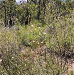 Grevillea endlicheriana at Paulls Valley, WA - 11 Nov 2024 11:37 AM