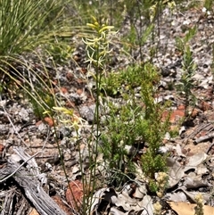 Tripterococcus brunonis at Paulls Valley, WA - 11 Nov 2024 11:38 AM