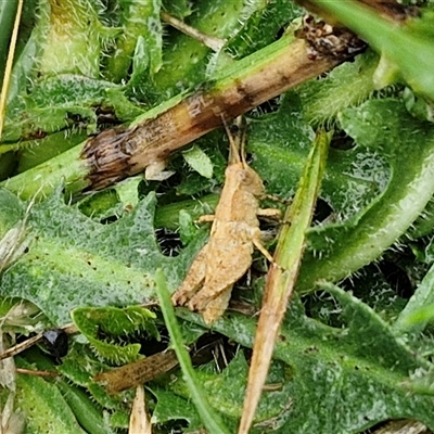 Phaulacridium vittatum (Wingless Grasshopper) at Parkesbourne, NSW - 29 Nov 2024 by trevorpreston