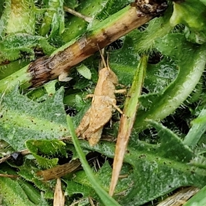 Phaulacridium vittatum at Parkesbourne, NSW - 29 Nov 2024 01:17 PM