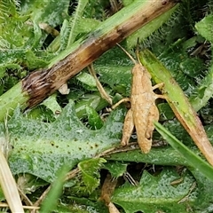 Phaulacridium vittatum at Parkesbourne, NSW - 29 Nov 2024 01:17 PM