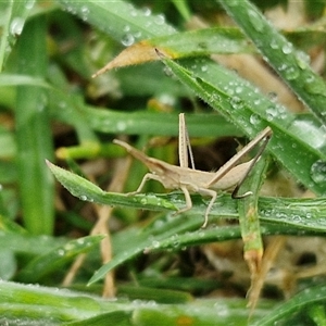 Acrida conica at Parkesbourne, NSW - 29 Nov 2024