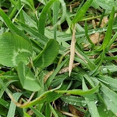 Acrida conica at Parkesbourne, NSW - 29 Nov 2024