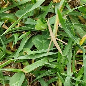 Acrida conica at Parkesbourne, NSW - 29 Nov 2024