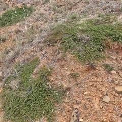 Mirbelia oxylobioides (Mountain Mirbelia) at Baw Baw, NSW - 29 Nov 2024 by trevorpreston