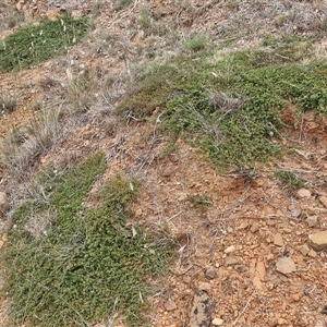 Mirbelia oxylobioides at Baw Baw, NSW - 29 Nov 2024