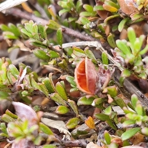 Mirbelia oxylobioides at Baw Baw, NSW - 29 Nov 2024