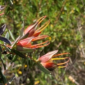 Darwinia citriodora at Paulls Valley, WA - 11 Nov 2024 12:01 PM