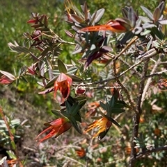 Darwinia citriodora at Paulls Valley, WA - 11 Nov 2024 12:01 PM