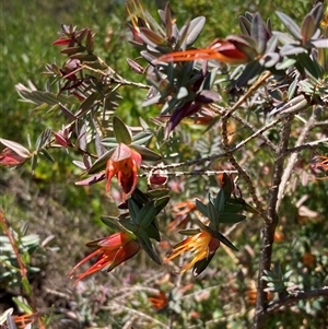 Darwinia citriodora at Paulls Valley, WA - 11 Nov 2024 12:01 PM