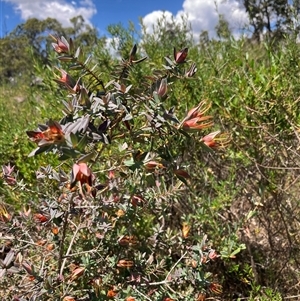 Darwinia citriodora at Paulls Valley, WA - 11 Nov 2024 12:01 PM