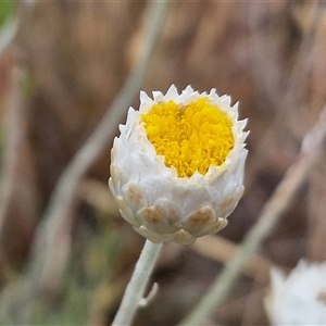 Leucochrysum albicans subsp. tricolor at Baw Baw, NSW - 29 Nov 2024