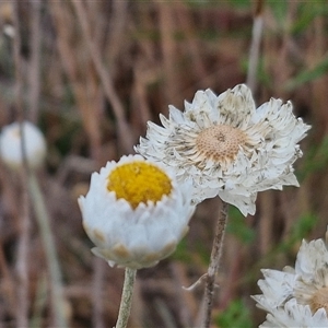 Leucochrysum albicans subsp. tricolor at Baw Baw, NSW - 29 Nov 2024