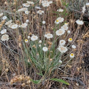 Leucochrysum albicans subsp. tricolor at Baw Baw, NSW - 29 Nov 2024