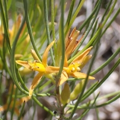 Unidentified Other Shrub at Paulls Valley, WA - 11 Nov 2024 by AnneG1