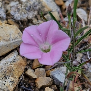 Convolvulus angustissimus subsp. angustissimus (Australian Bindweed) at Baw Baw, NSW by trevorpreston