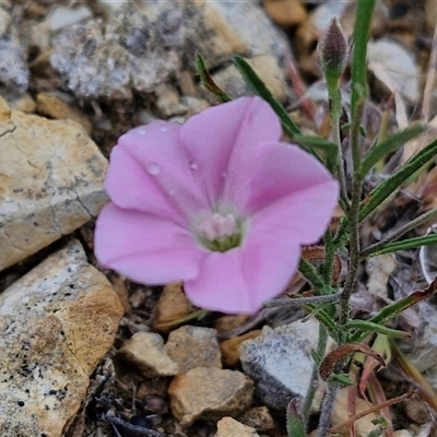 Convolvulus angustissimus subsp. angustissimus (Australian Bindweed) at Baw Baw, NSW - 28 Nov 2024 by trevorpreston