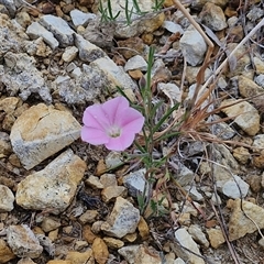 Convolvulus angustissimus subsp. angustissimus at Baw Baw, NSW - 29 Nov 2024