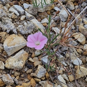 Convolvulus angustissimus subsp. angustissimus at Baw Baw, NSW - 29 Nov 2024 10:39 AM