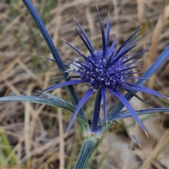 Eryngium ovinum (Blue Devil) at Parkesbourne, NSW - 29 Nov 2024 by trevorpreston