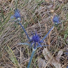 Eryngium ovinum at Parkesbourne, NSW - 29 Nov 2024