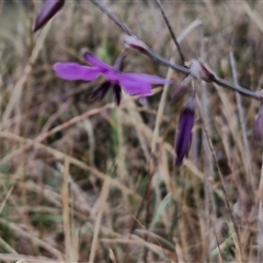 Arthropodium fimbriatum (Nodding Chocolate Lily) at Parkesbourne, NSW - 29 Nov 2024 by trevorpreston