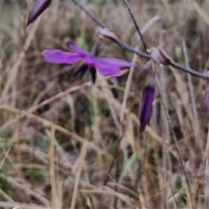 Arthropodium fimbriatum at Parkesbourne, NSW - 29 Nov 2024 09:25 AM