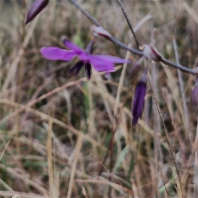 Arthropodium fimbriatum (Nodding Chocolate Lily) at Parkesbourne, NSW - 29 Nov 2024 by trevorpreston