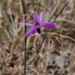 Arthropodium fimbriatum at Parkesbourne, NSW - 29 Nov 2024 09:25 AM