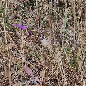 Arthropodium fimbriatum at Parkesbourne, NSW - 29 Nov 2024 09:25 AM