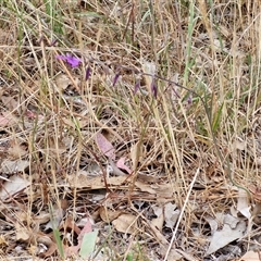 Arthropodium fimbriatum at Parkesbourne, NSW - 29 Nov 2024 09:25 AM