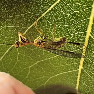 Spaminta minjerribae at Ainslie, ACT - 28 Nov 2024