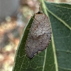 Drepanacra binocula at Ainslie, ACT - 28 Nov 2024 by Pirom