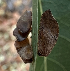 Drepanacra binocula at Ainslie, ACT - 28 Nov 2024 05:30 PM