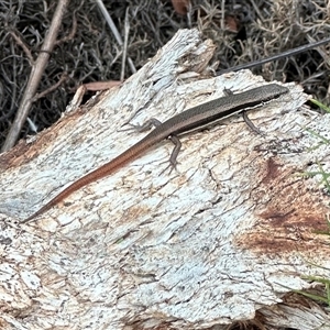 Morethia boulengeri (Boulenger's Skink) at Ainslie, ACT by Pirom