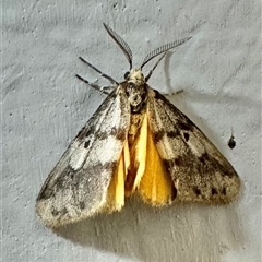 Anestia semiochrea (Marbled Footman) at Ainslie, ACT - 4 Oct 2024 by Pirom