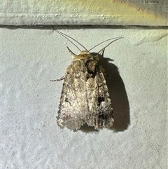 Thoracolopha verecunda (A Noctuid moth (Acronictinae)) at Ainslie, ACT - 7 Nov 2024 by Pirom