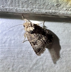 Thoracolopha verecunda at Ainslie, ACT - 7 Nov 2024