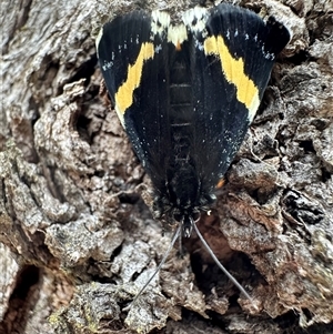 Eutrichopidia latinus (Yellow-banded Day-moth) at Denman Prospect, ACT by Pirom