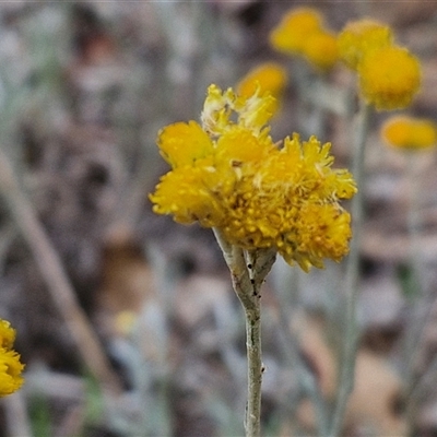 Chrysocephalum apiculatum (Common Everlasting) at Parkesbourne, NSW - 28 Nov 2024 by trevorpreston