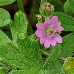 Geranium molle subsp. molle (Cranesbill Geranium) at Parkesbourne, NSW - 29 Nov 2024 by trevorpreston