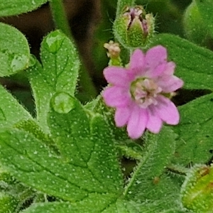 Geranium molle subsp. molle at Parkesbourne, NSW - 29 Nov 2024