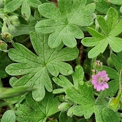 Geranium molle subsp. molle at Parkesbourne, NSW - 29 Nov 2024