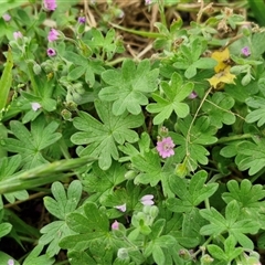 Geranium molle subsp. molle at Parkesbourne, NSW - 29 Nov 2024